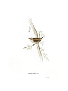 BIRDS OF EUROPE - WREN (Troglodytes europaeus) by John Gould, London 1837, from the Library at Blickling Hall