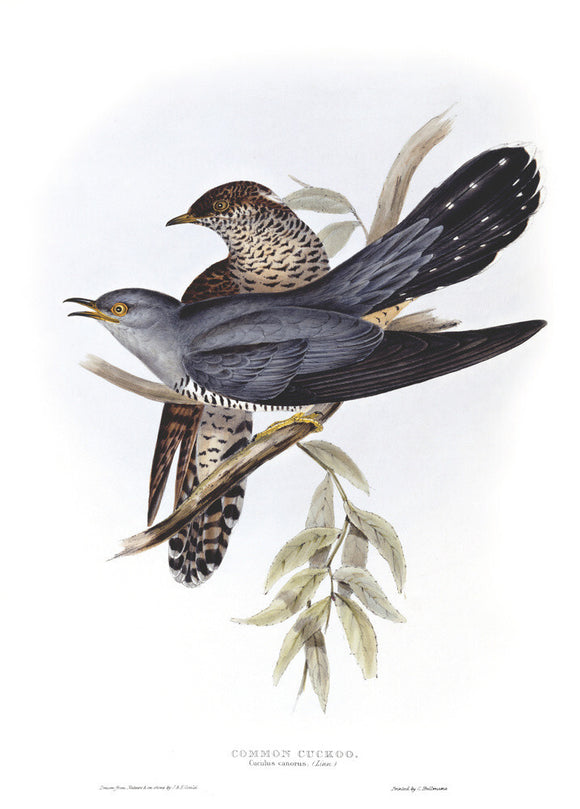 BIRDS OF EUROPE - COMMON CUCKOO. (Cuculus canorus) by John Gould, London 1837, from the Library at Blickling Hall.