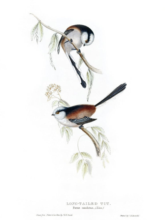 BIRDS OF EUROPE - LONG-TAILED TIT (Parus caudatus) by John Gould, London 1837, from the Library at Blickling Hall