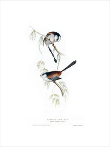 BIRDS OF EUROPE - LONG-TAILED TIT (Parus caudatus) by John Gould, London 1837, from the Library at Blickling Hall