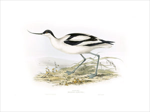BIRDS OF EUROPE - AVOCET (Recurvirostra avocetta) by John Gould, London 1837, from the Library at Blickling Hall,