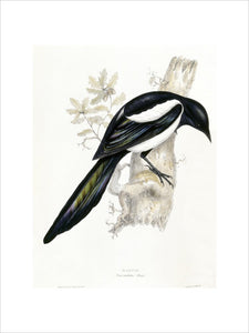 BIRDS OF EUROPE - MAGPIE (Pica caudata) by John Gould, London 1837, from the Library at Blickling Hall