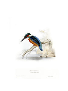 BIRDS OF EUROPE - KINGFISHER (Alcedo ispida) by John Gould, London 1837, from the Library at Blickling Hall