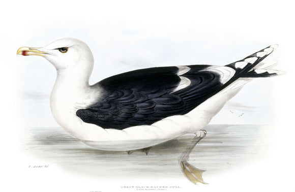 BIRDS OF EUROPE - GREAT BLACK-BACKED GULL (Larus marinus) by John Gould, London 1837, from the Library at Blickling Hall