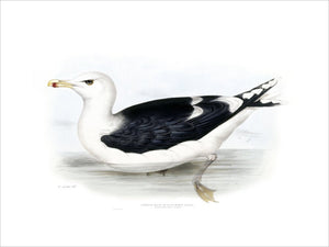 BIRDS OF EUROPE - GREAT BLACK-BACKED GULL (Larus marinus) by John Gould, London 1837, from the Library at Blickling Hall