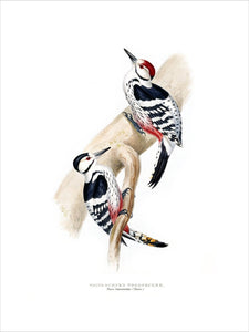 BIRDS OF EUROPE - WHITE-RUMPED WOODPECKER (Picus leuconotus) by John Gould, London 1837, from the Library at Blickling Hall