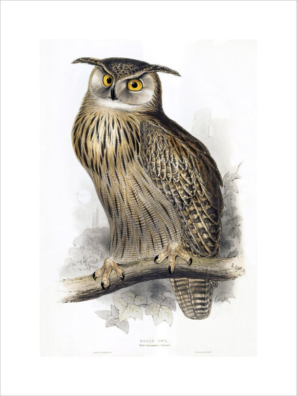BIRDS OF EUROPE - EAGLE OWL (Bubo maximus) by John Gould, London 1837, from the Library at Blickling Hall