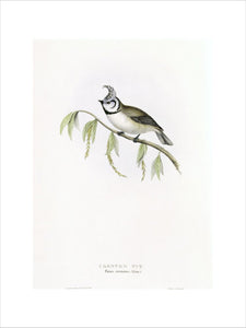 BIRDS OF EUROPE - CRESTED TIT (Parus cristatus) by John Gould, London 1837, from the Library at Blickling Hall