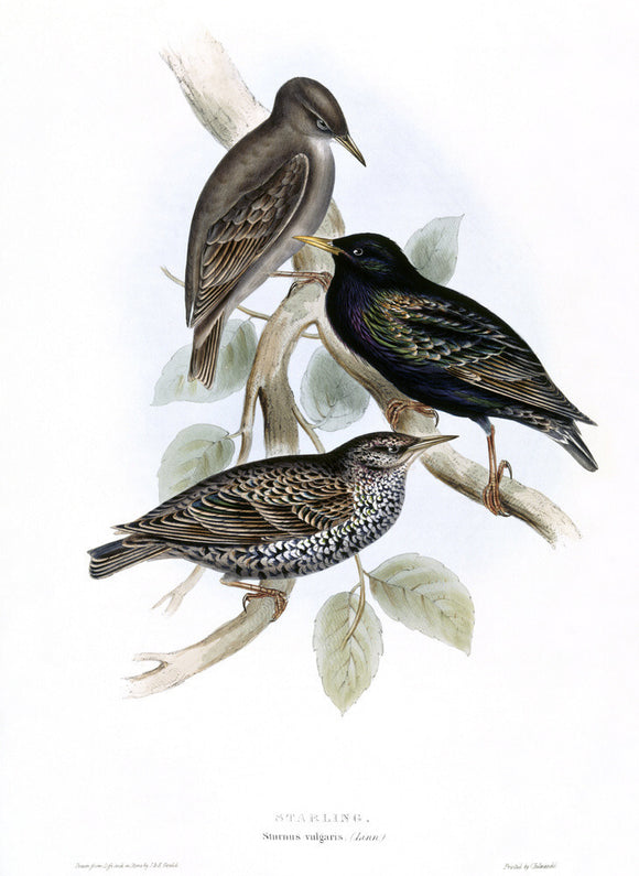 BIRDS OF EUROPE - STARLING (Sturnus vulgaris) by John Gould, London 1837, from the Library at Blickling Hall