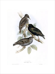 BIRDS OF EUROPE - STARLING (Sturnus vulgaris) by John Gould, London 1837, from the Library at Blickling Hall