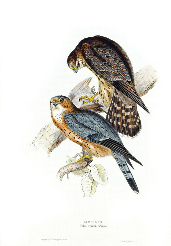 BIRDS OF EUROPE - MERLIN (Falco aesalon) by John Gould, London 1837, from the Library at Blickling Hall