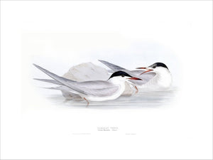 BIRDS OF EUROPE- COMMON TERN (Sterna hirundo) by John Gould, London 1837, from the Library at Blickling Hall