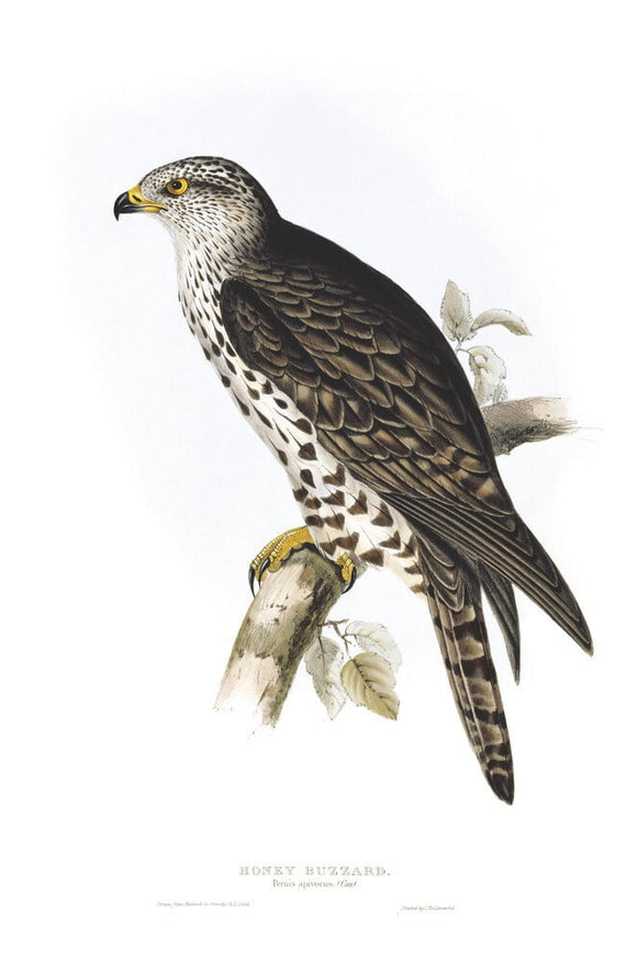 BIRDS OF EUROPE - HONEY BUZZARD (Pernis apivorus) by John Gould, London 1837, from the Library at Blickling Hall