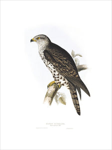 BIRDS OF EUROPE - HONEY BUZZARD (Pernis apivorus) by John Gould, London 1837, from the Library at Blickling Hall