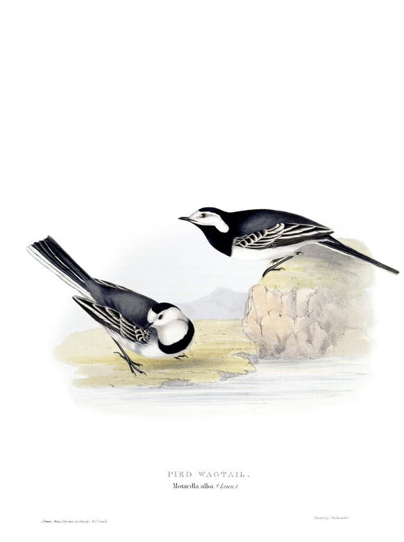 BIRDS OF EUROPE - PIED WAGTAIL (Motacilla alba) by John Gould, London 1837, from the Library at Blickling Hall