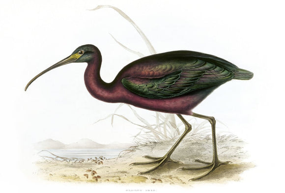 BIRDS OF EUROPE - GLOSSY IBIS (Plegadis falcinellus) by John Gould, London 1837, from the Library at Blickling Hall