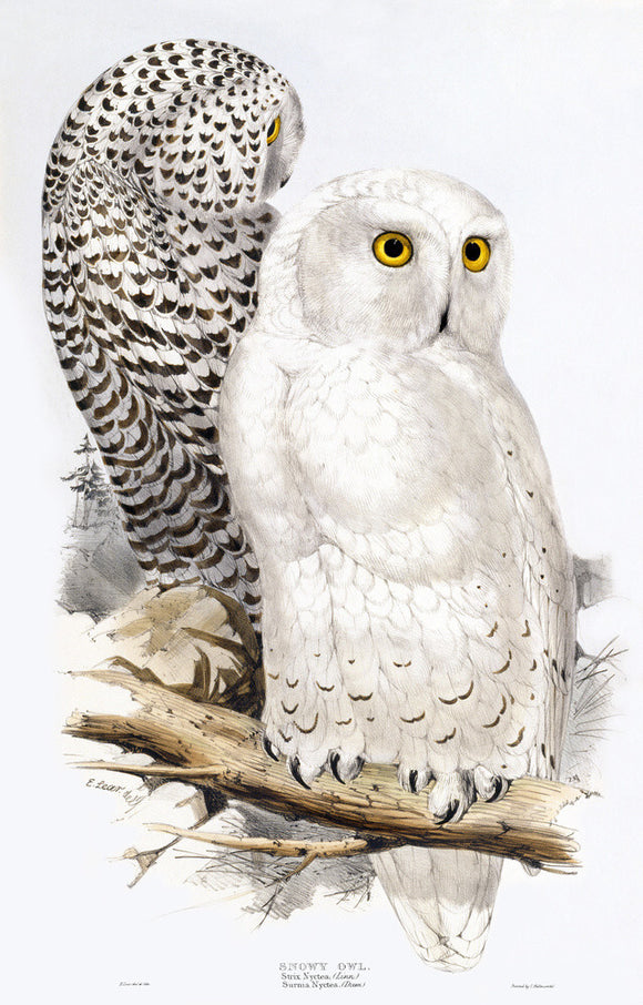 BIRDS OF EUROPE - SNOWY OWL (Strix Nyetea, Surnia Nyetea) in the 19th century book by John Gould in the Library at Blickling Hall