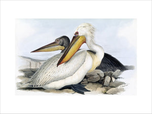 BIRDS OF EUROPE - DALMAIAN PELICAN (Pelicanus crispus) by John Gould, London 1837, from the Library at Blickling Hall