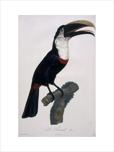 Histoire Naturelle des Oiseaux de Paradis by Francois Levaillant, Paris 1806-10 at Anglesey Abbey