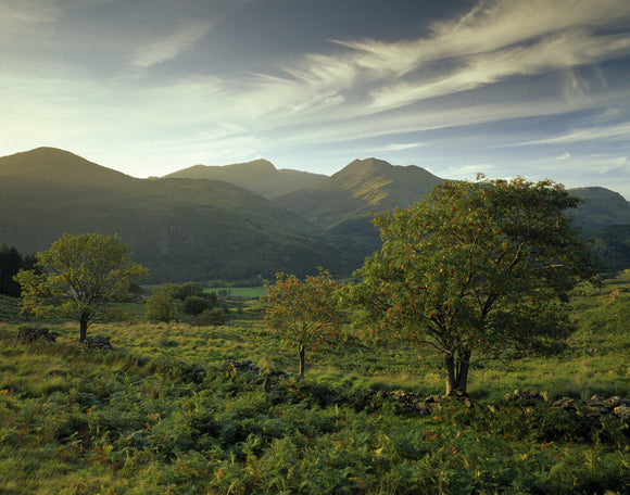 Rowan trees in Snowdonia, Snowdon on the skyline with Hafod y Llan in the middle distance