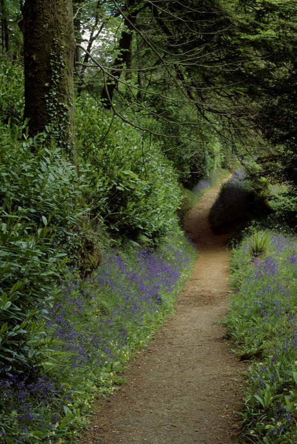 Path leading through wooded gardens at Glendurgan with bluebells