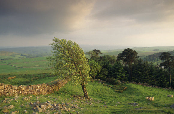 Tree bent by the wind alongside Hadrian's Wall at Hotbank near Housesteads, Northumberland