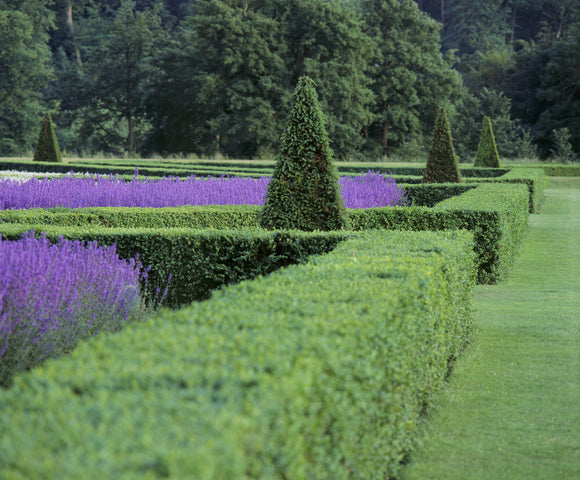 Neatly clipped box-hedges outlining the Parterre at Cliveden