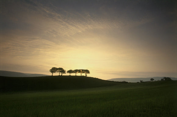 Dawn trees on Holnicote Estate, Somerset