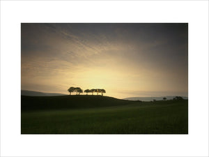 Dawn trees on Holnicote Estate, Somerset