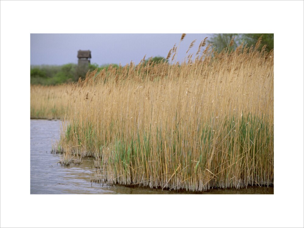 Reeds and grasses at Wicken Fen, Cambridgeshire with Tower Hide in the ...