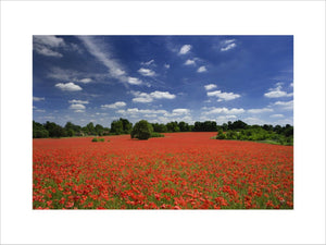 A rolling expanse of poppy fields on the Hatchlands Park estate at Guildford, Surrey