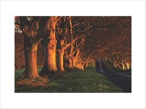 An avenue of beech trees on the B3082 road, near Badbury Rings towards Kingston Lacy, Dorset, UK in late autumn