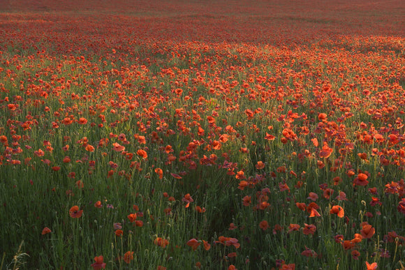 A rolling expanse of poppy fields on the Hatchlands Park estate at Guildford, Surrey
