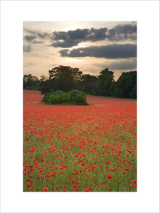 A rolling expanse of poppy fields on the Hatchlands Park estate at Guildford, Surrey