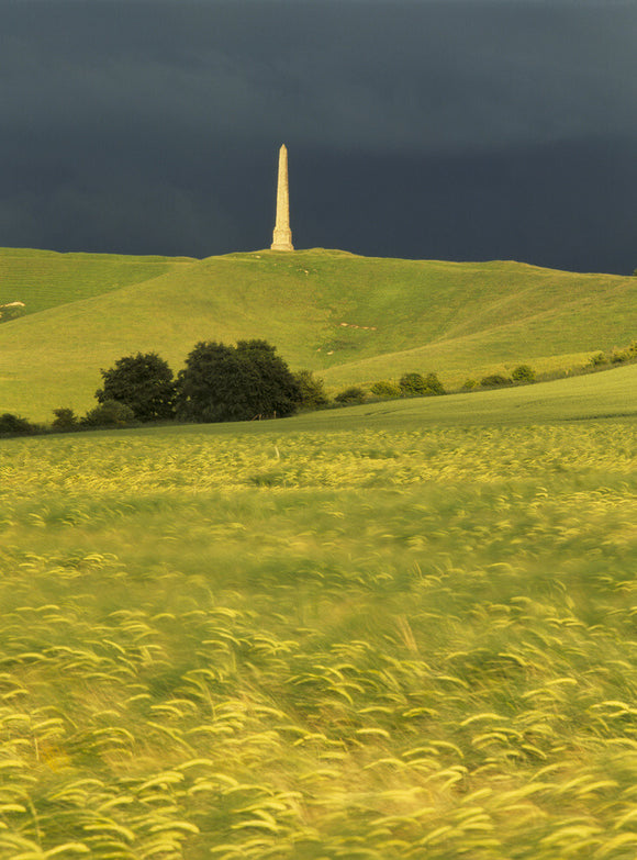 The Lansdowne Monument can be seen on top of Cherhill Down with golden cereal fields in foreground
