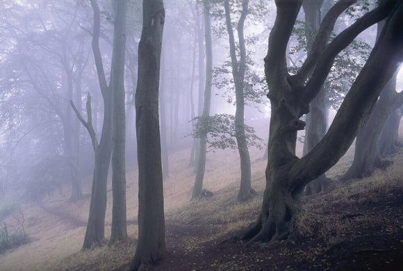 A stand of beach and birch trees in the early morning mist in the Clent Hills