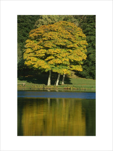 View of golden trees on the banks, reflected in the Lake at Mount Stewart Garden