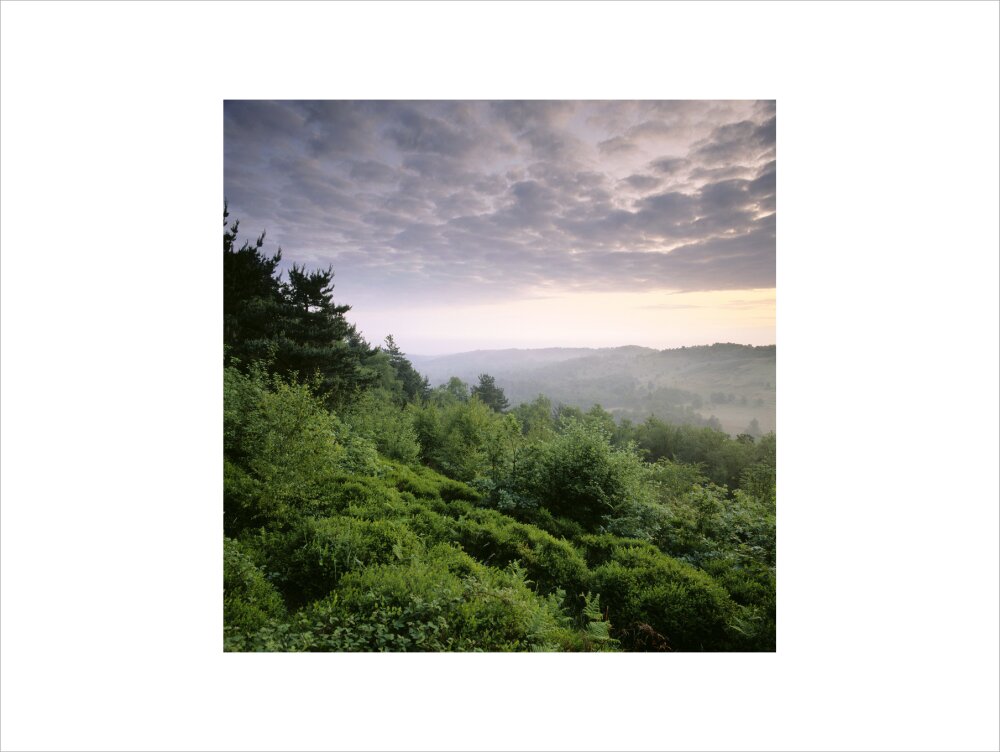 A hilly part of Hindhead Common at dawn, taken from above, showing woo ...