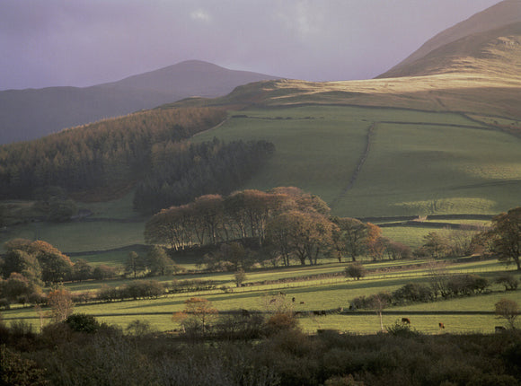 Autumn woods and agricultural land at Loweswater, Buttermere Valley in Cumbria