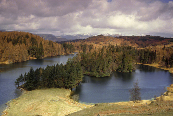 Looking out over Tarn Hows, near Coniston, with stormy sky and fir trees