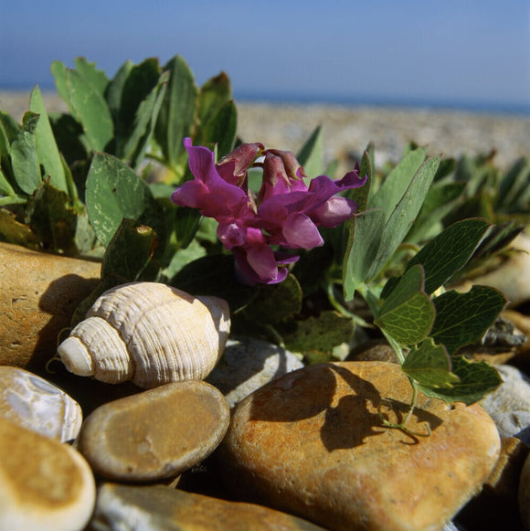 A Sea Pea in full bloom, surrounded by large stones and a shell
