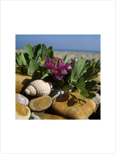 A Sea Pea in full bloom, surrounded by large stones and a shell