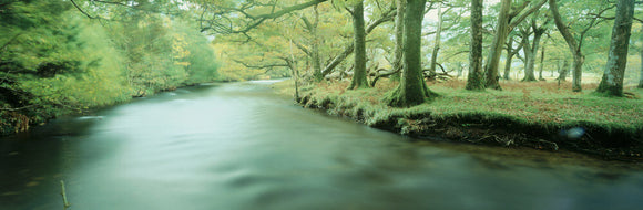 A river running through Lanthwaite Wood, near Buttermere in the Lake District