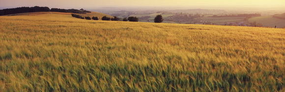 A view of a field of grass at the Fontmell Downs in a summer evening