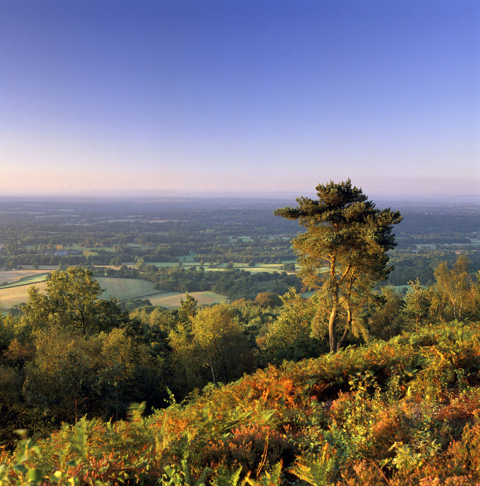 Early morning sun on view from Leith Hill, Surrey, towards South Downs ...