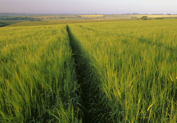 A view of a field of crops, in the summer, at Lydford Gorge