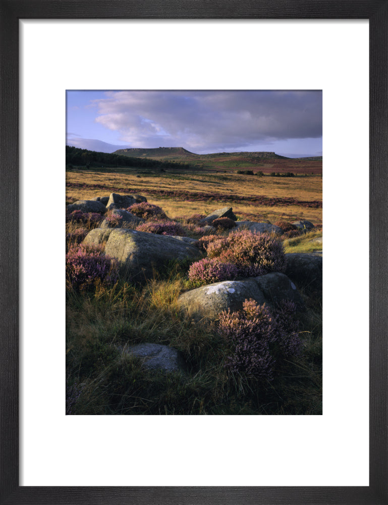 Heather amongst the lichen-covered boulders in the foreground of the v ...