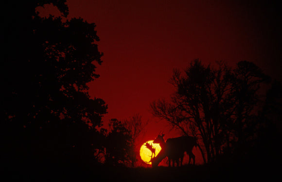 A fallow deer, (Dama, dama) against the setting sun