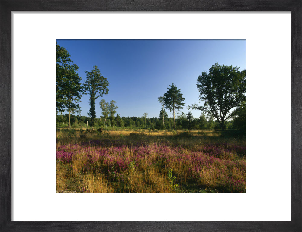 An open area of Witley Common, with several straggly trees, and a carp ...
