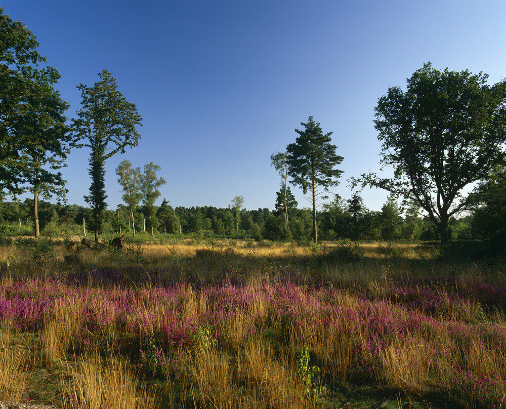 An open area of Witley Common, with several straggly trees, and a carp ...